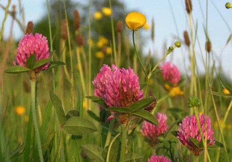 Clover and buttercups in long grass